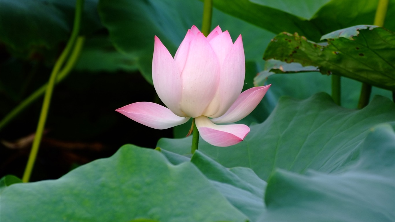Rose Garden de la Lotus (œuvres des barres d'armature) #4 - 1366x768