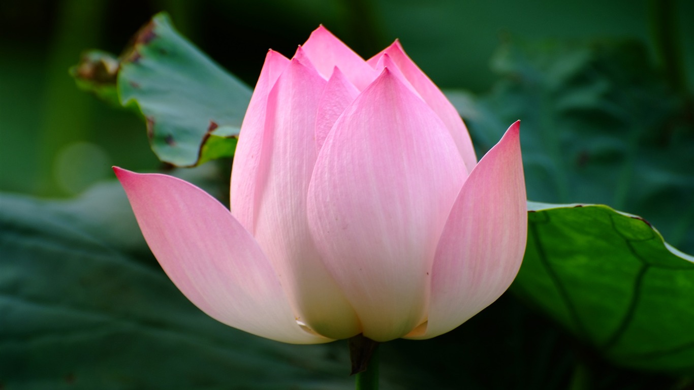 Rose Garden de la Lotus (œuvres des barres d'armature) #6 - 1366x768