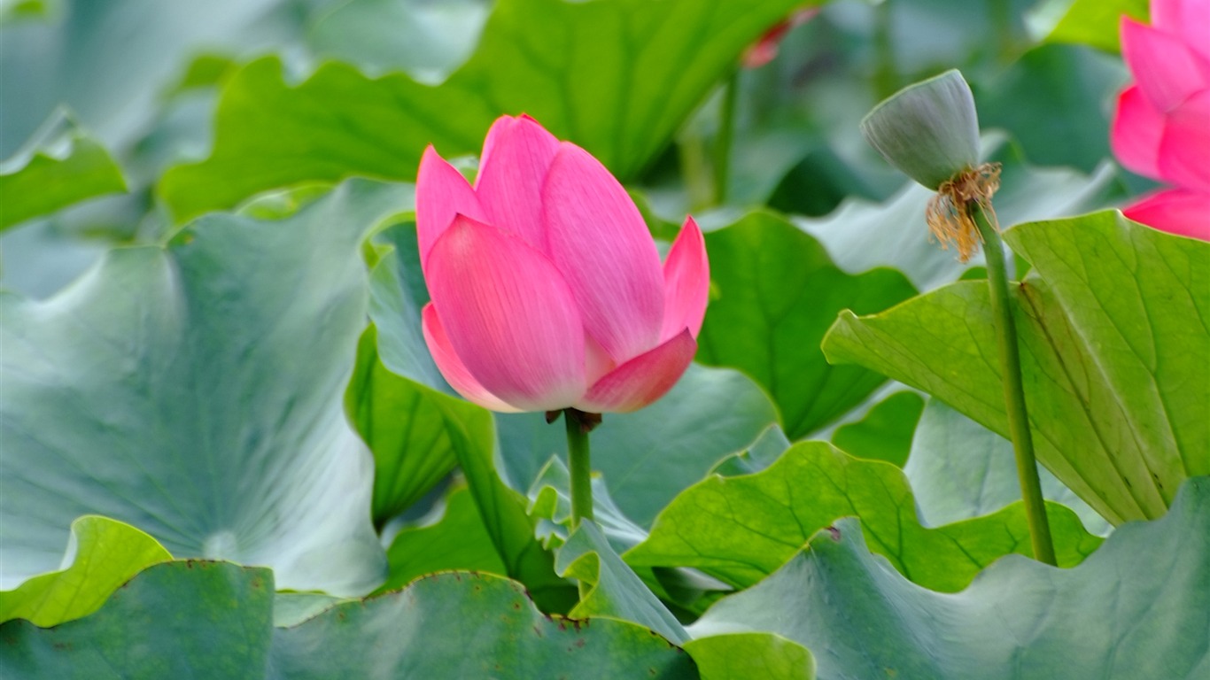Rose Garden of the Lotus (rebar works) #7 - 1366x768