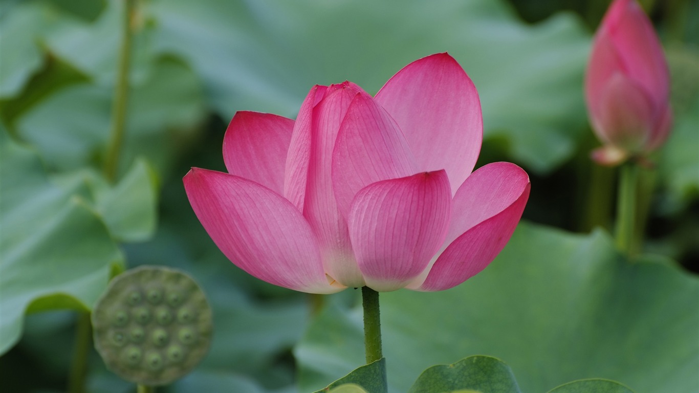 Rose Garden de la Lotus (œuvres des barres d'armature) #8 - 1366x768