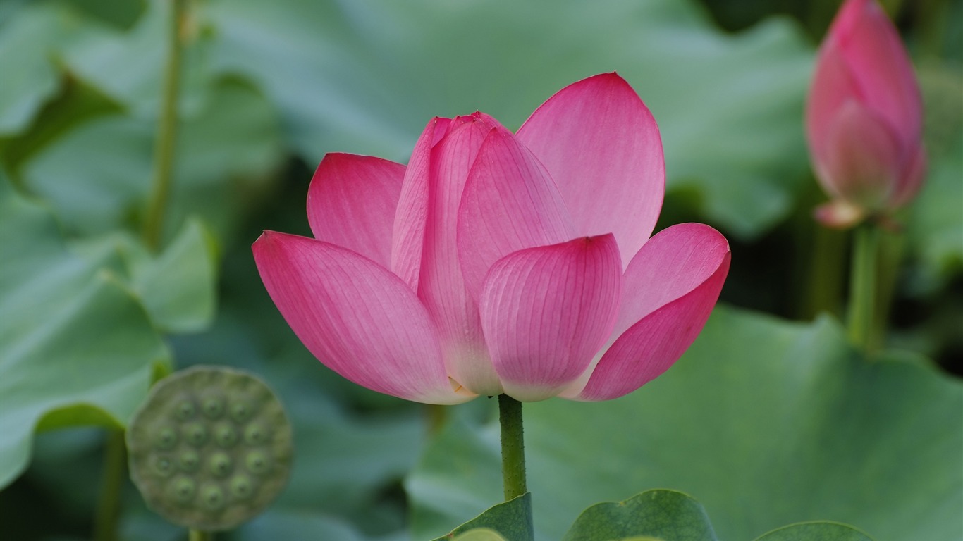 Rose Zahrada Lotus (prutu práce) #8 - 1366x768