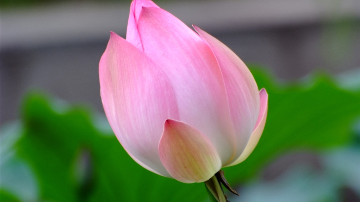 Rose Zahrada Lotus (prutu práce) #9 - 1366x768