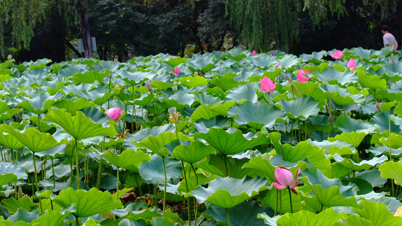 Rose Garden de la Lotus (œuvres des barres d'armature) #10 - 1366x768