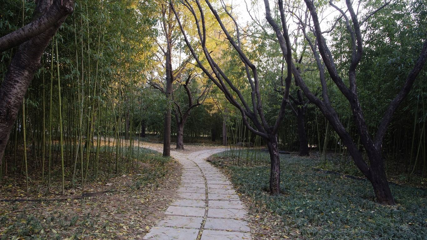 秋日的香山植物园 (螺纹钢作品)9 - 1366x768