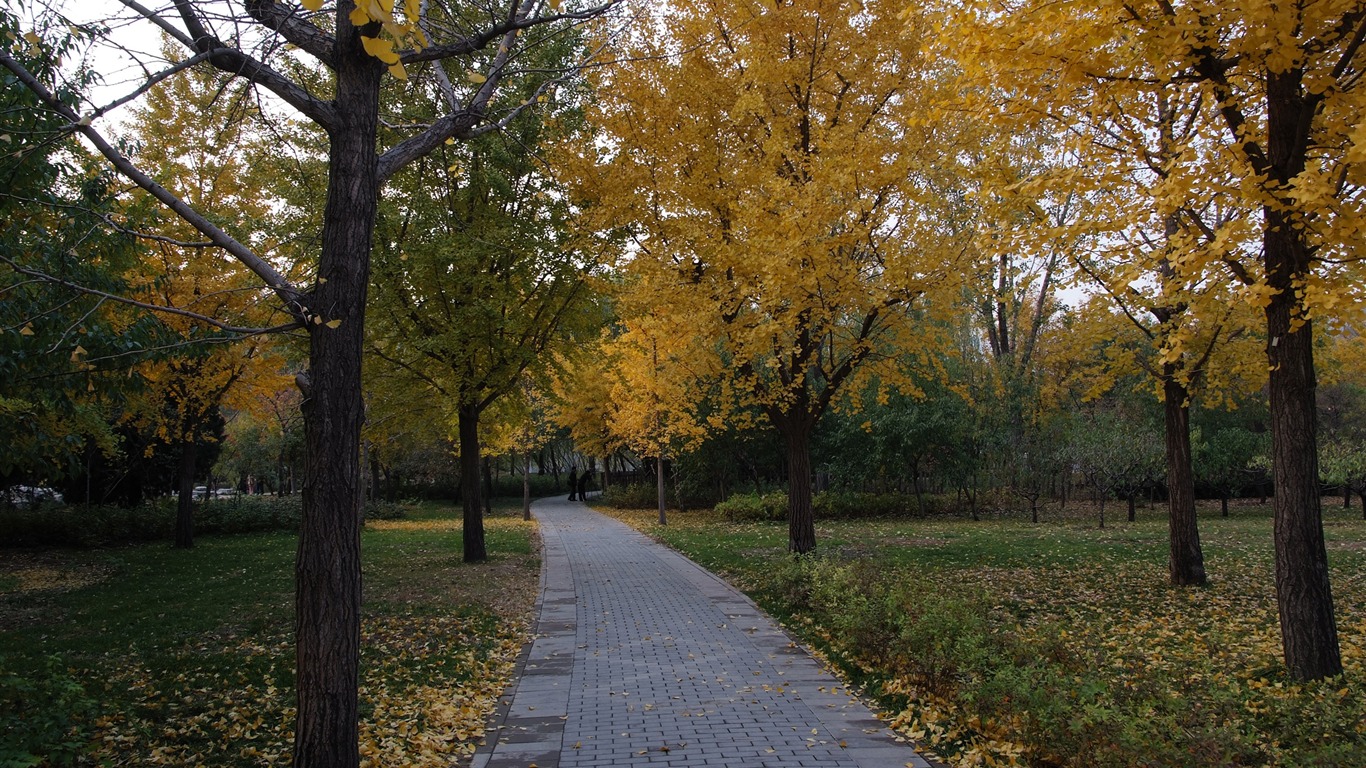 Xiangshan Herbst Garten (Bewehren) #14 - 1366x768