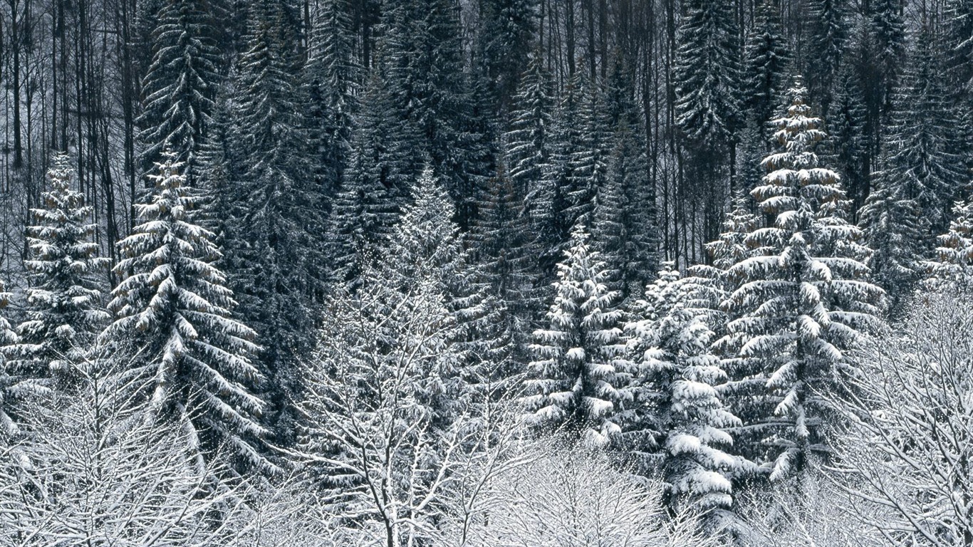 Snow Wallpaper Sammlung (4) #20 - 1366x768