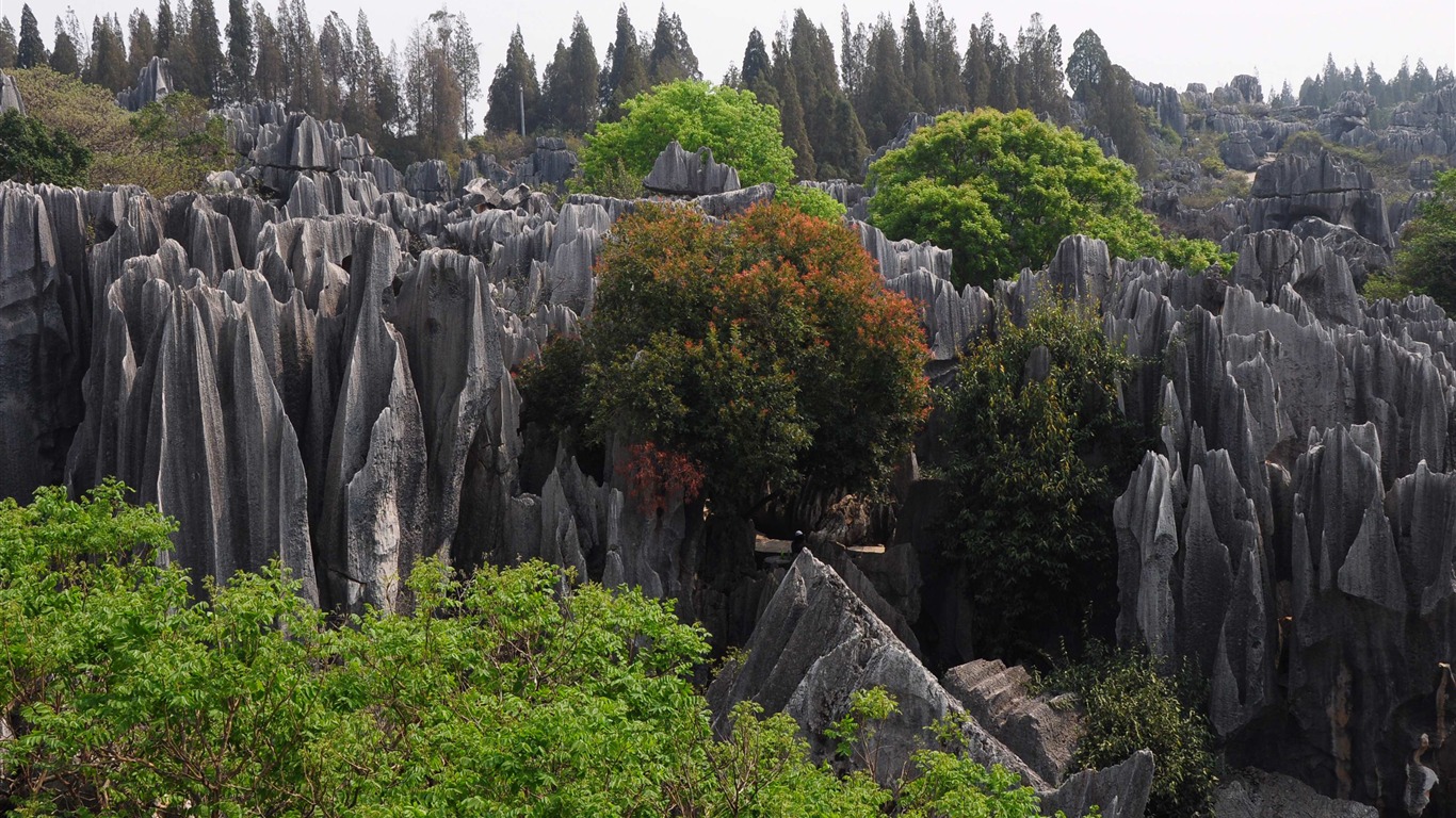 Stone Lesní v souladu Yunnan (1) (Khitan vlk práce) #10 - 1366x768