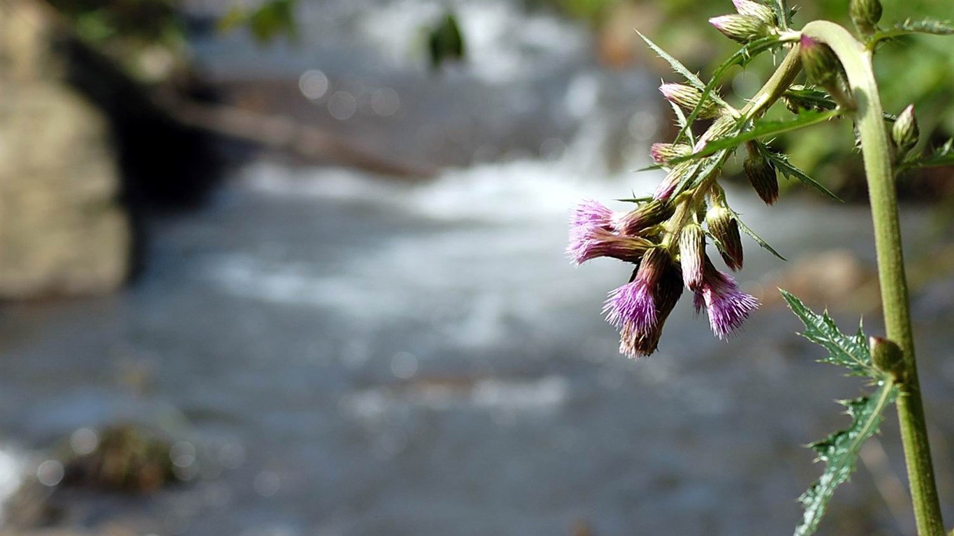 Flowers macro close-up (yt510752623 works) #9 - 1366x768