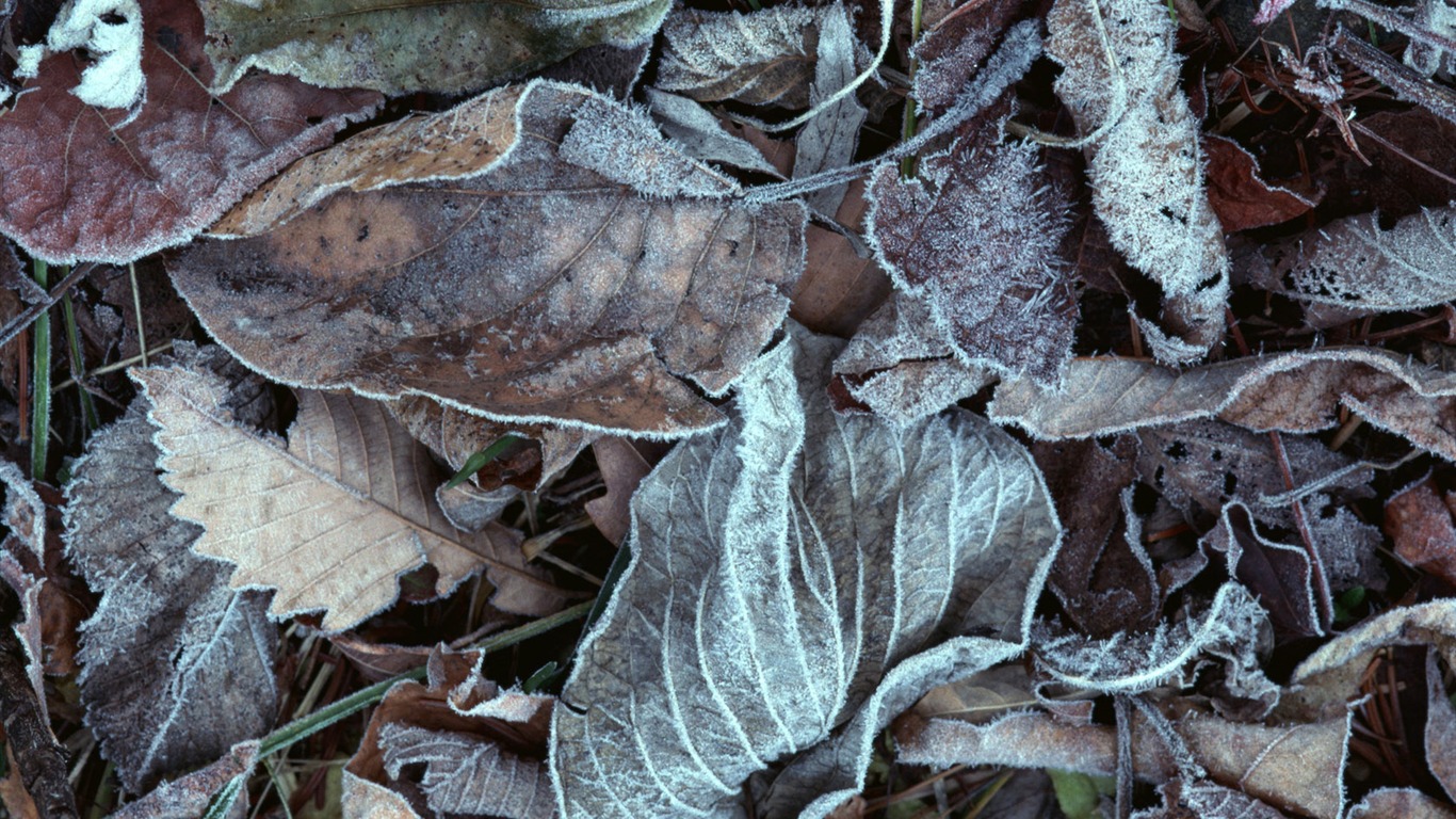 1680 fleurs vertes feuilles fond d'écran (6) #12 - 1366x768