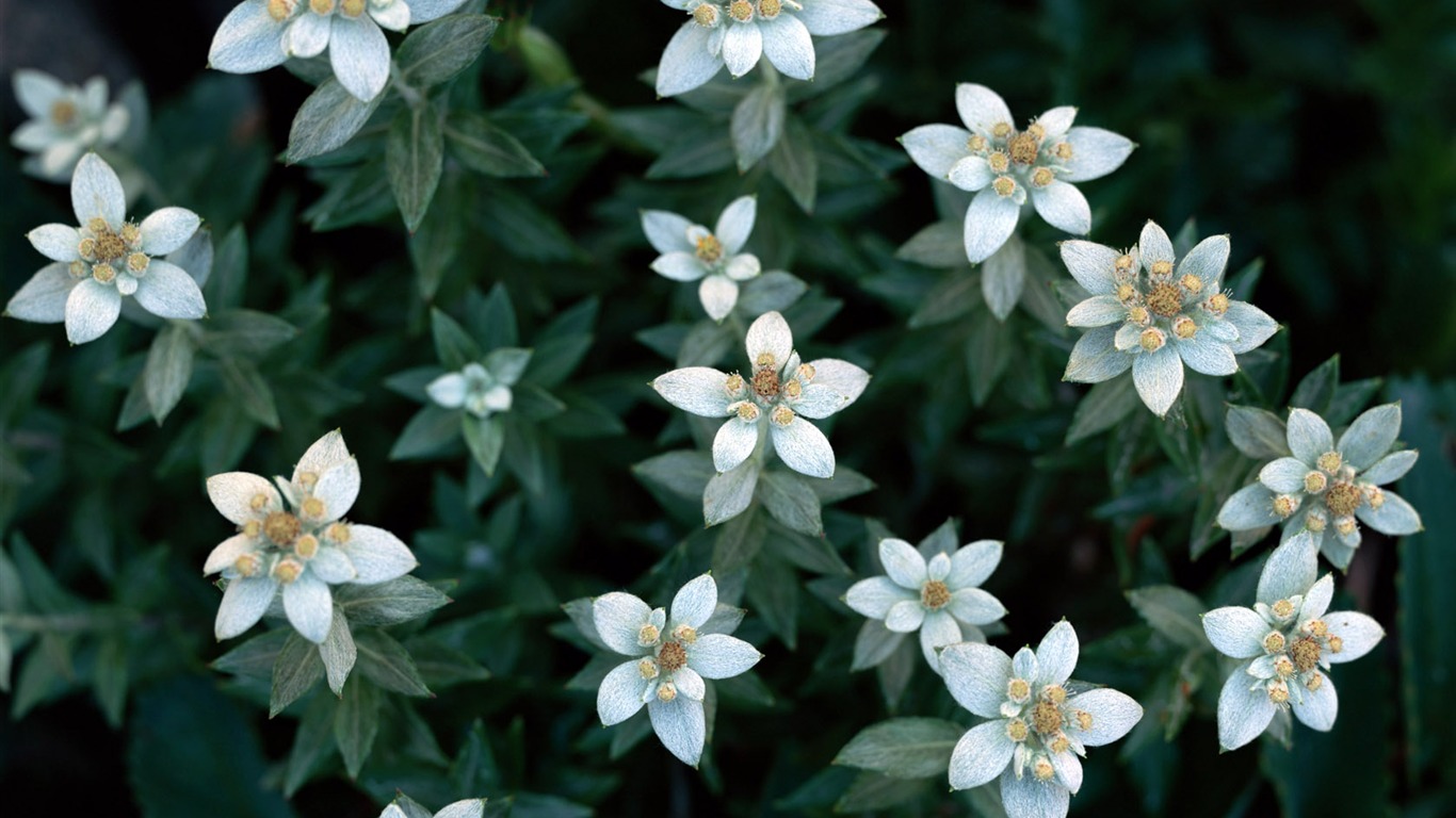 1680 fleurs vertes feuilles fond d'écran (6) #19 - 1366x768