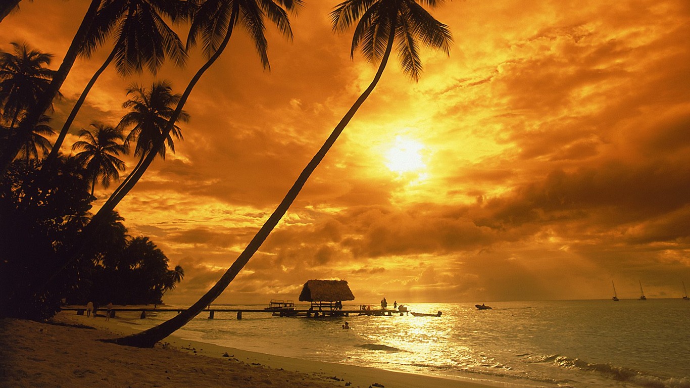 Fond d'écran Palm arbre coucher de soleil (1) #3 - 1366x768