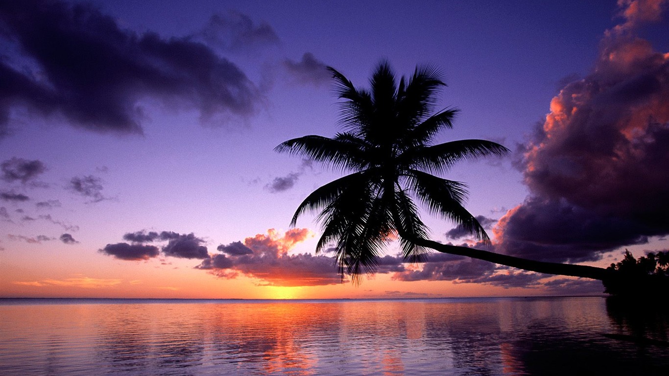 Fond d'écran Palm arbre coucher de soleil (1) #4 - 1366x768