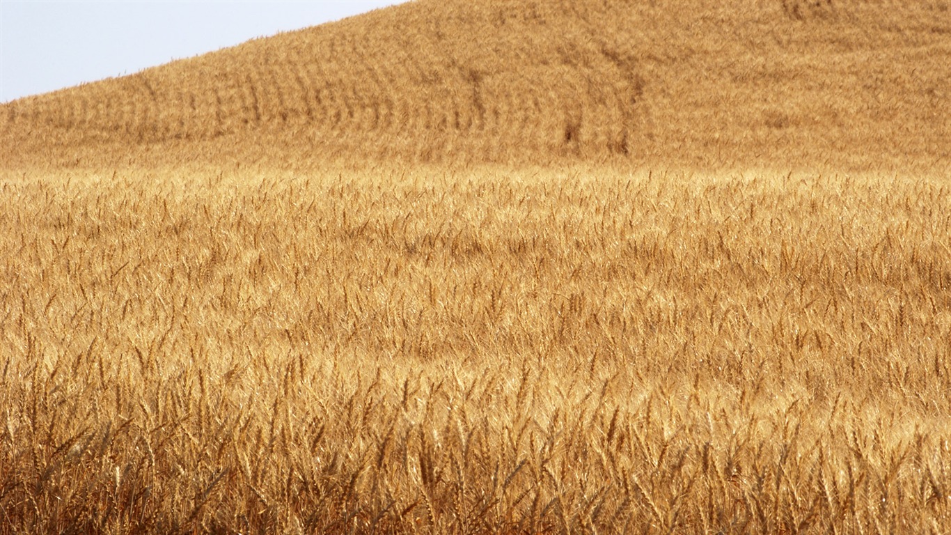 小麦の壁紙 (3) #5 - 1366x768