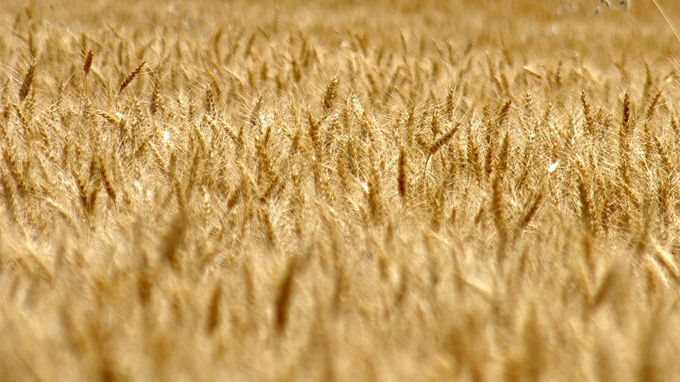 小麦の壁紙 (3) #18 - 1366x768
