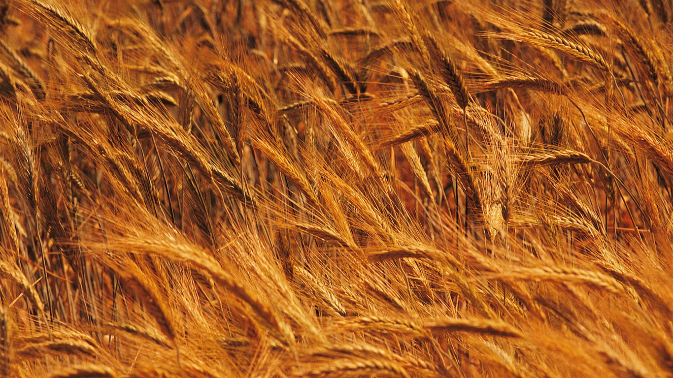 小麦の壁紙 (4) #4 - 1366x768