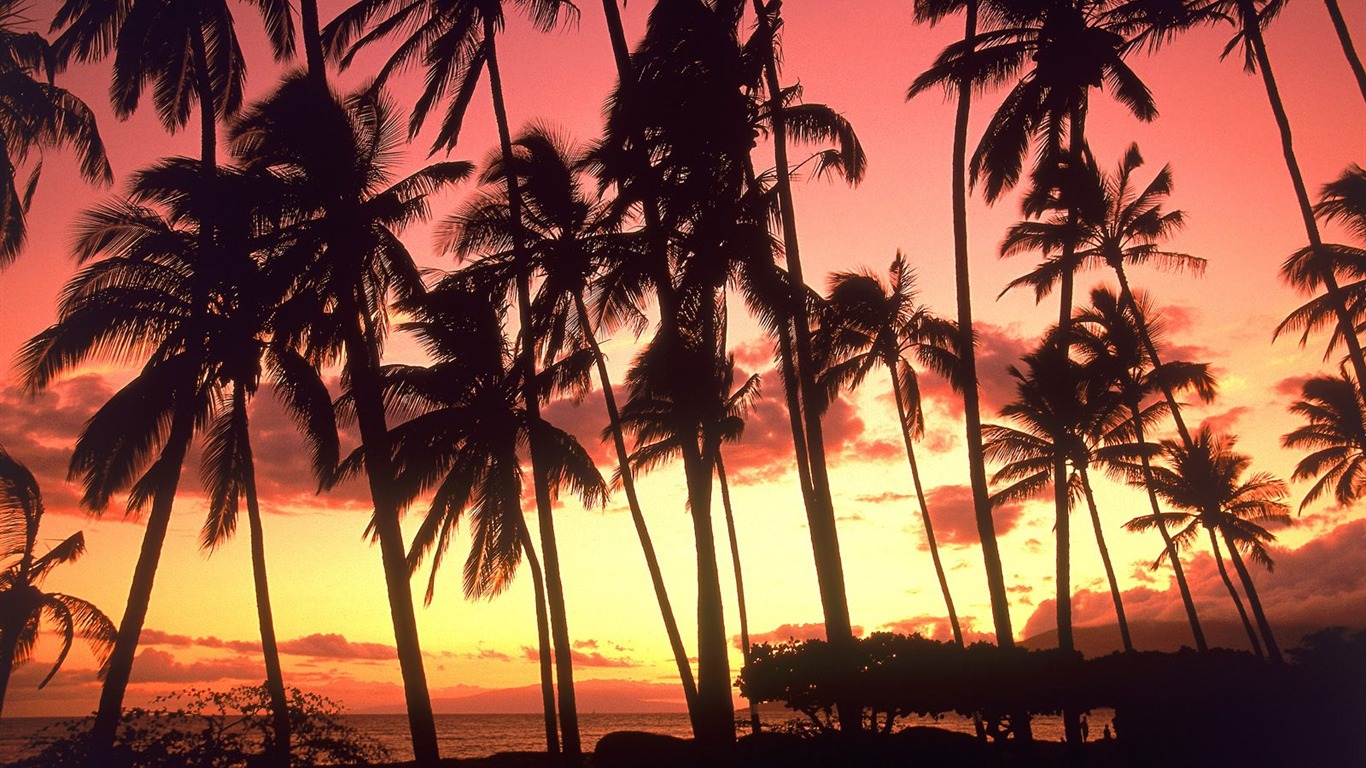 Palm tree sunset wallpaper (2) #3 - 1366x768