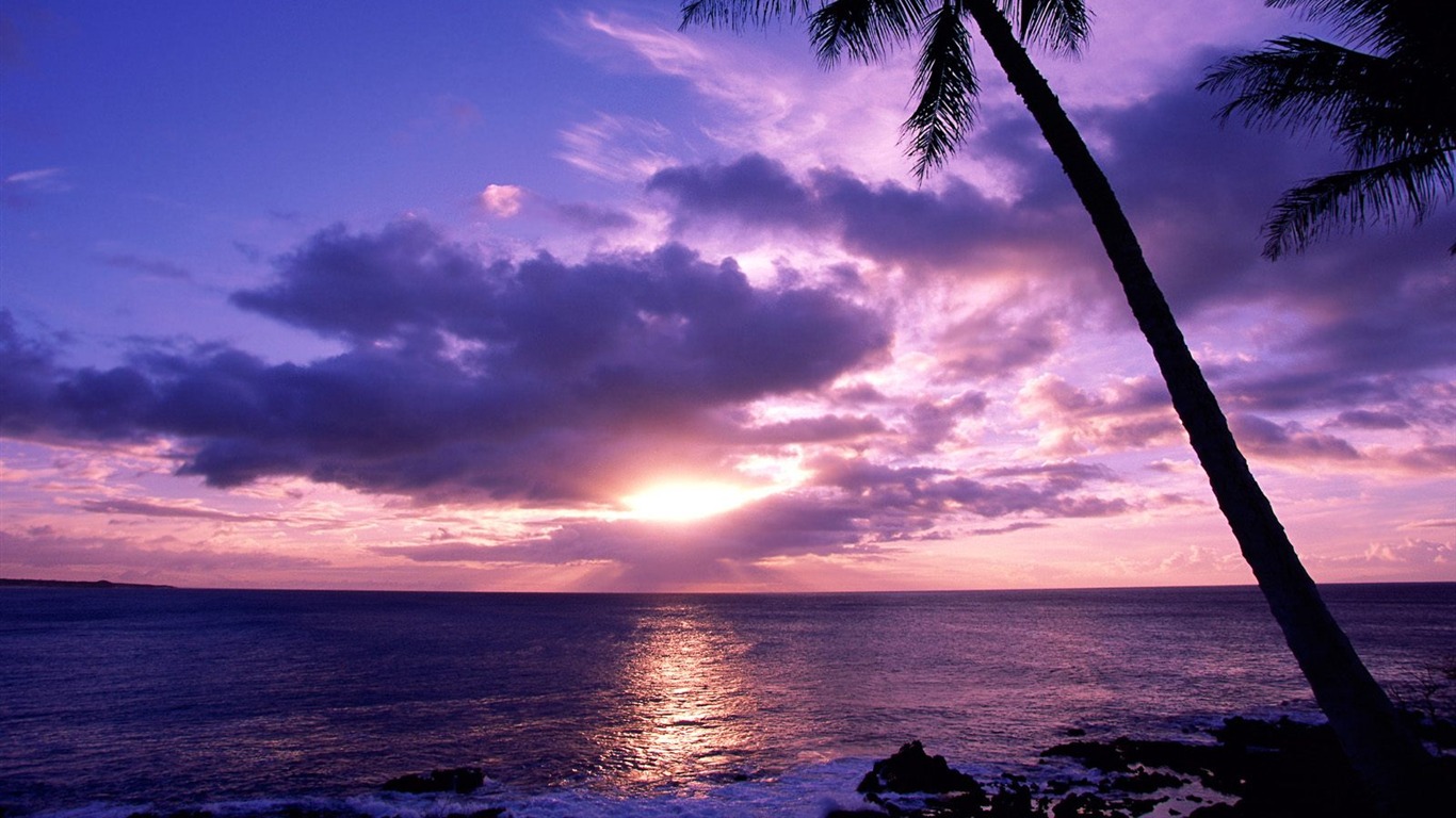 Fond d'écran Palm arbre coucher de soleil (2) #15 - 1366x768
