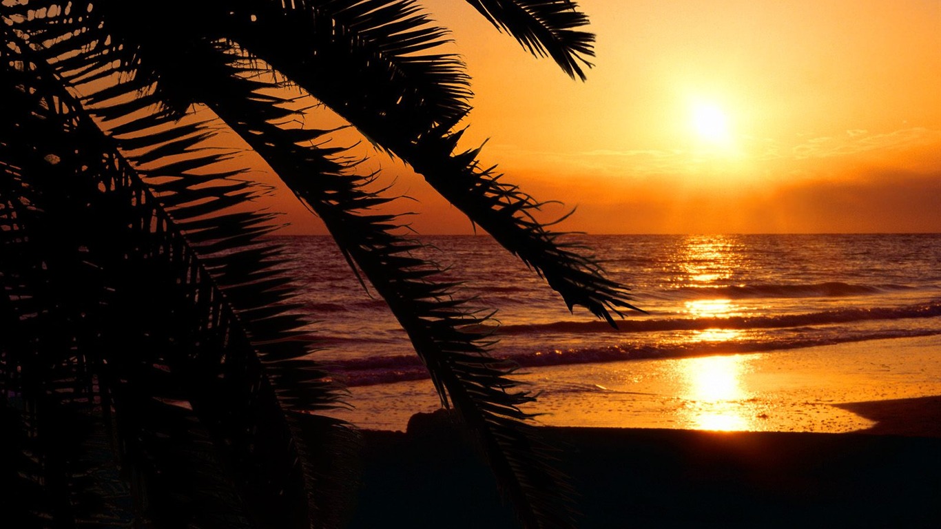 Palm tree sunset wallpaper (2) #19 - 1366x768