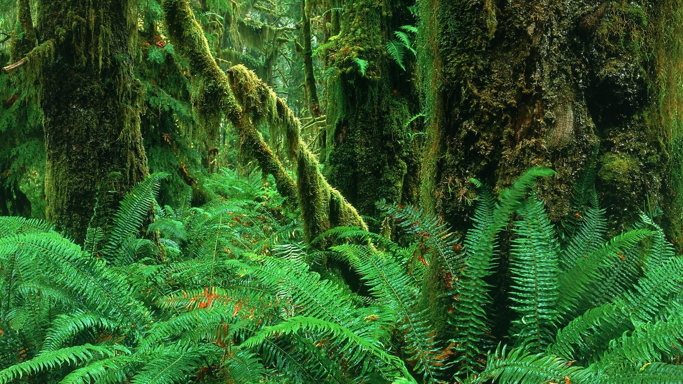 Planter des arbres fonds d'écran (1) #13 - 1366x768