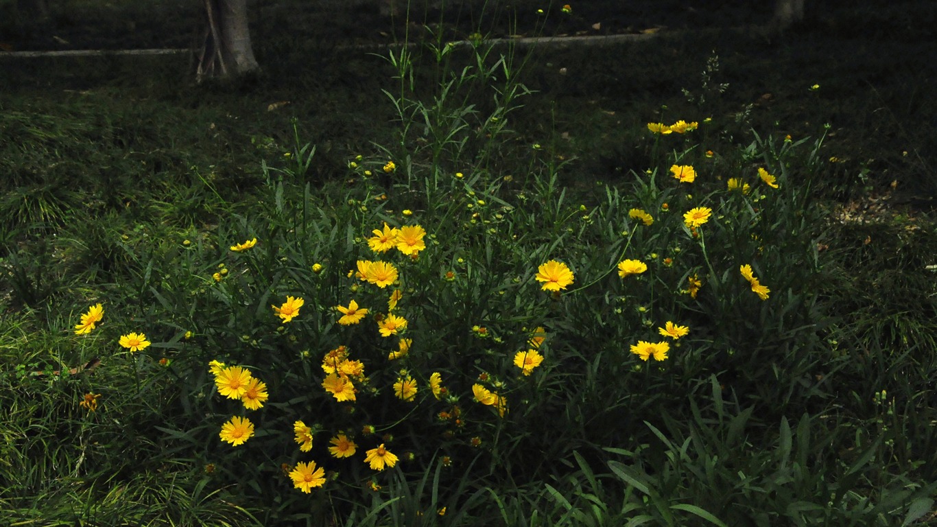 Revelar fragantes flores (antigua Kang funciona bien) #22 - 1366x768