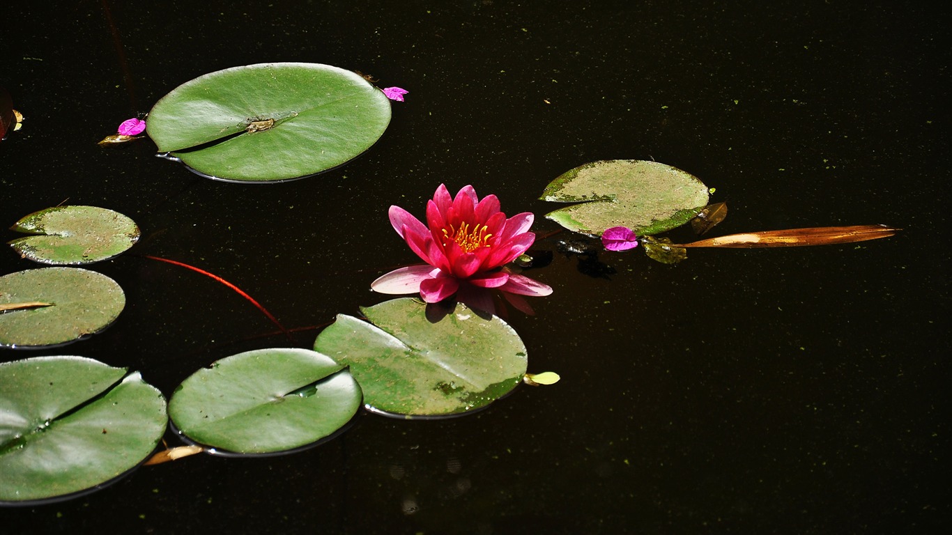 Flower close-up (Old Hong OK works) #11 - 1366x768