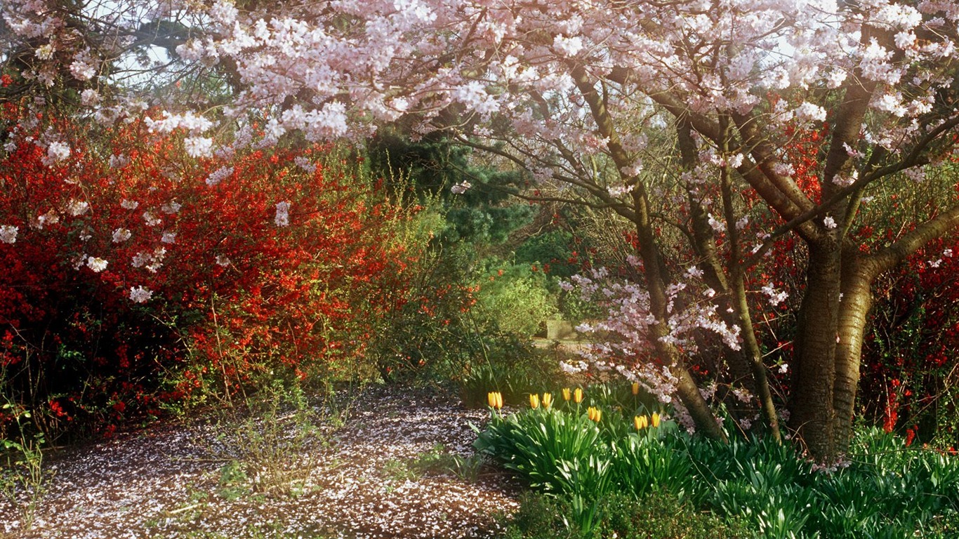 植物の木の壁紙 (4) #3 - 1366x768