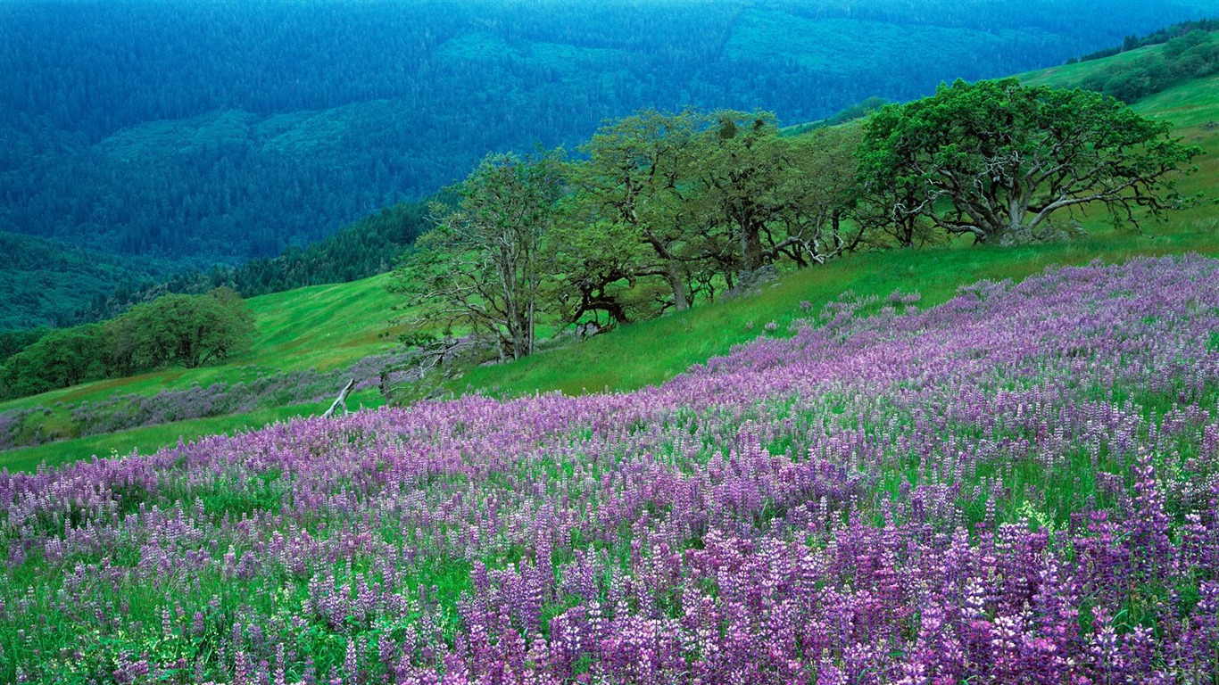 植物の木の壁紙 (4) #12 - 1366x768