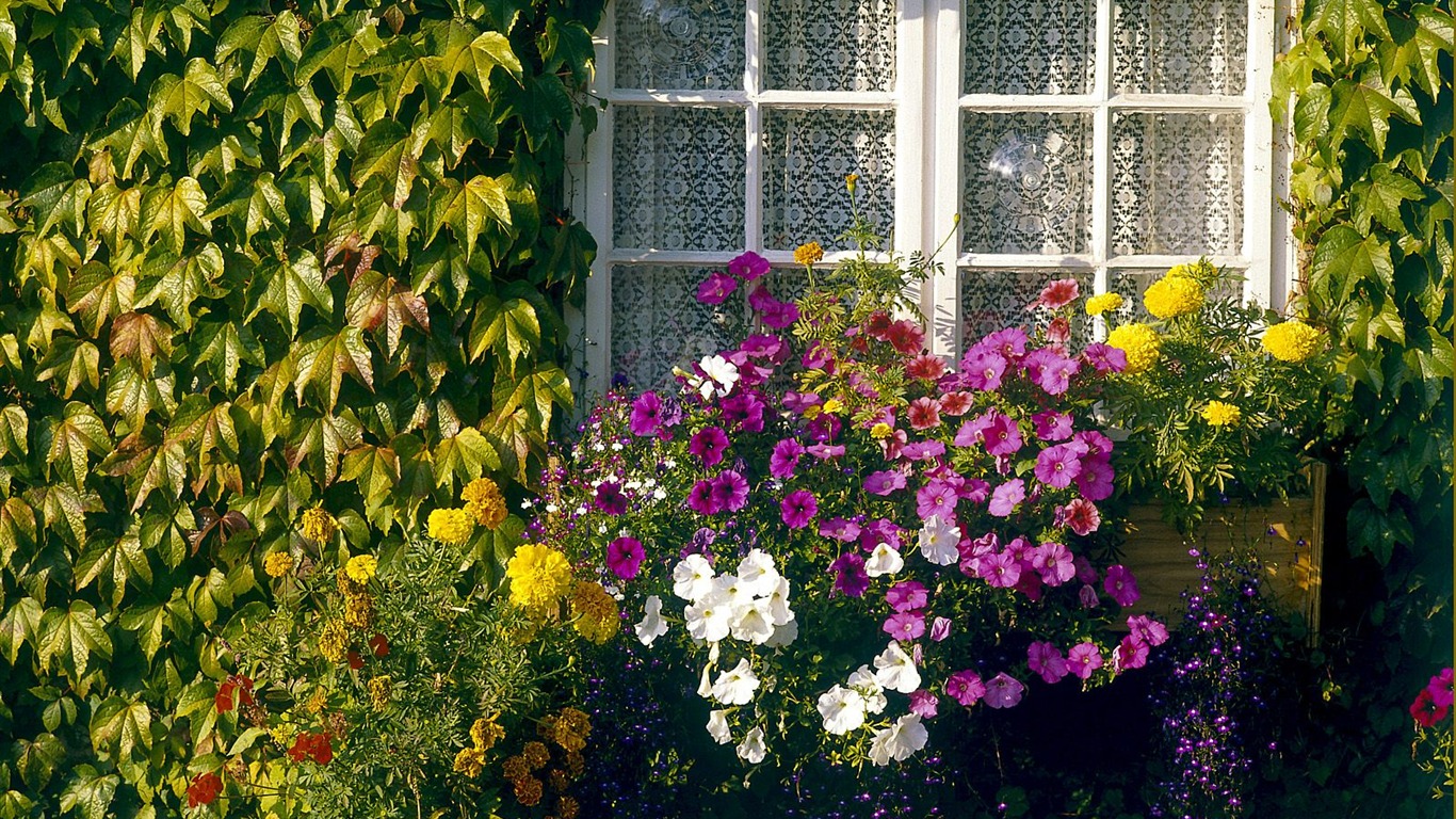 植物の木の壁紙 (4) #15 - 1366x768