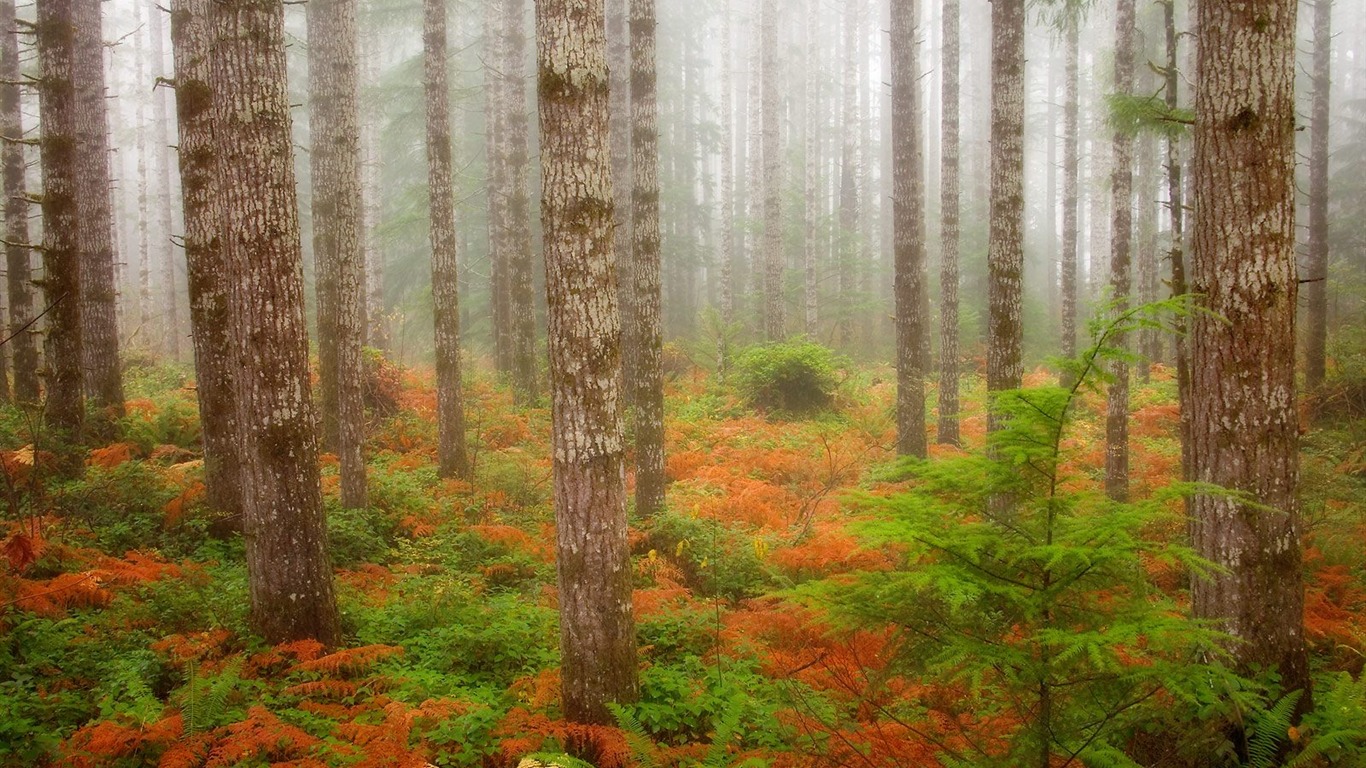 樹木植物 壁紙(四) #17 - 1366x768