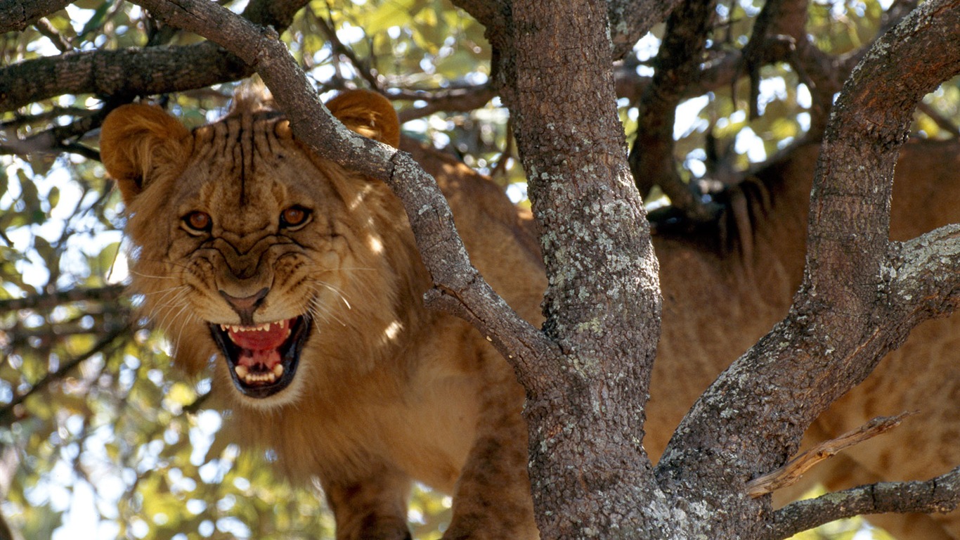 National Geographic животных обои альбом (1) #10 - 1366x768