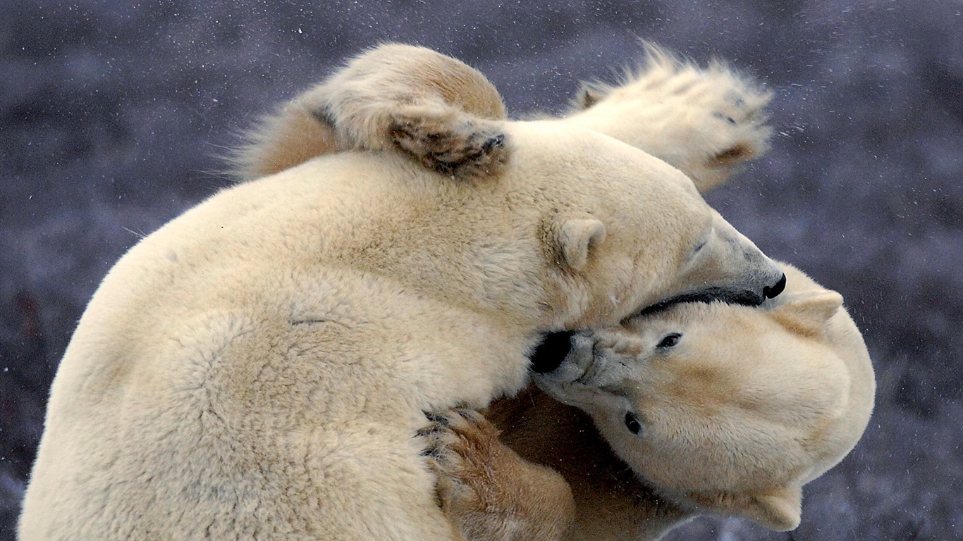 National Geographic животных обои альбом (1) #20 - 1366x768