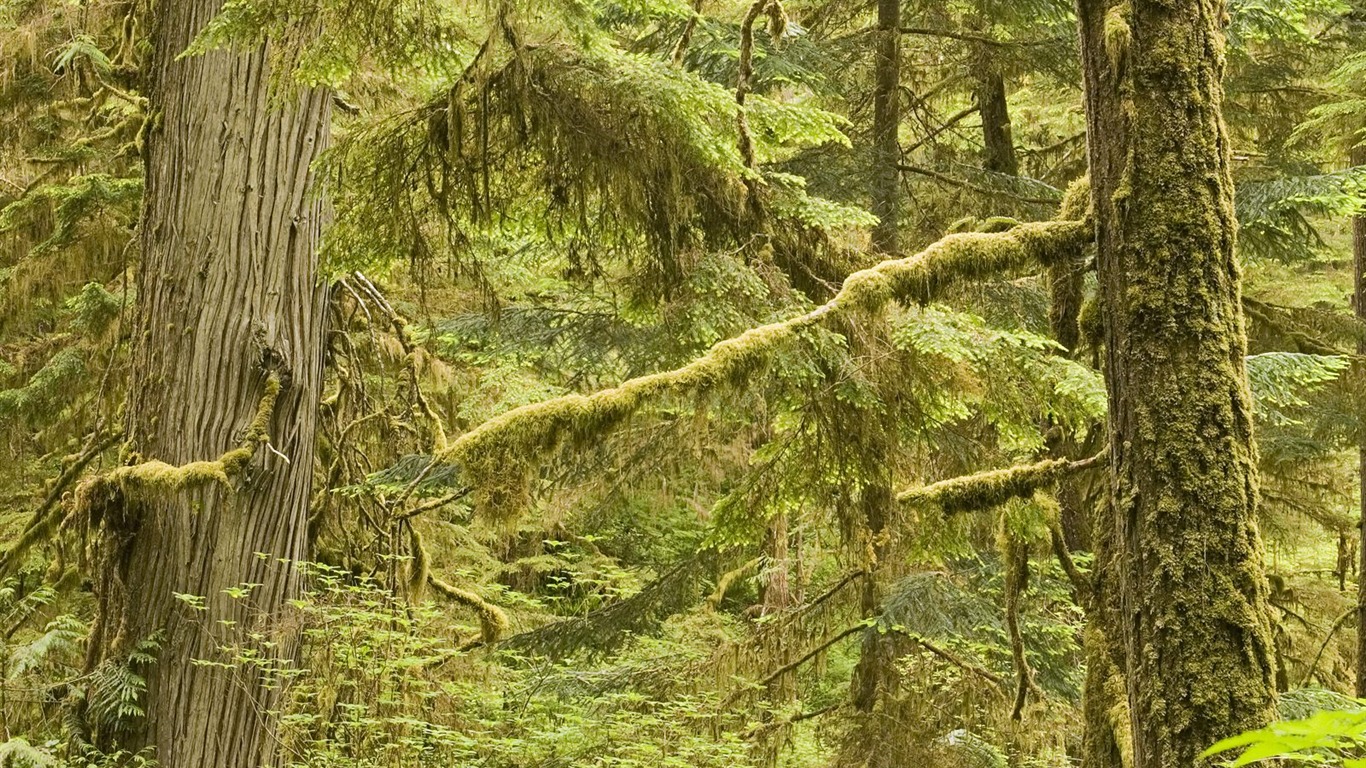 树木植物 壁纸(七)20 - 1366x768