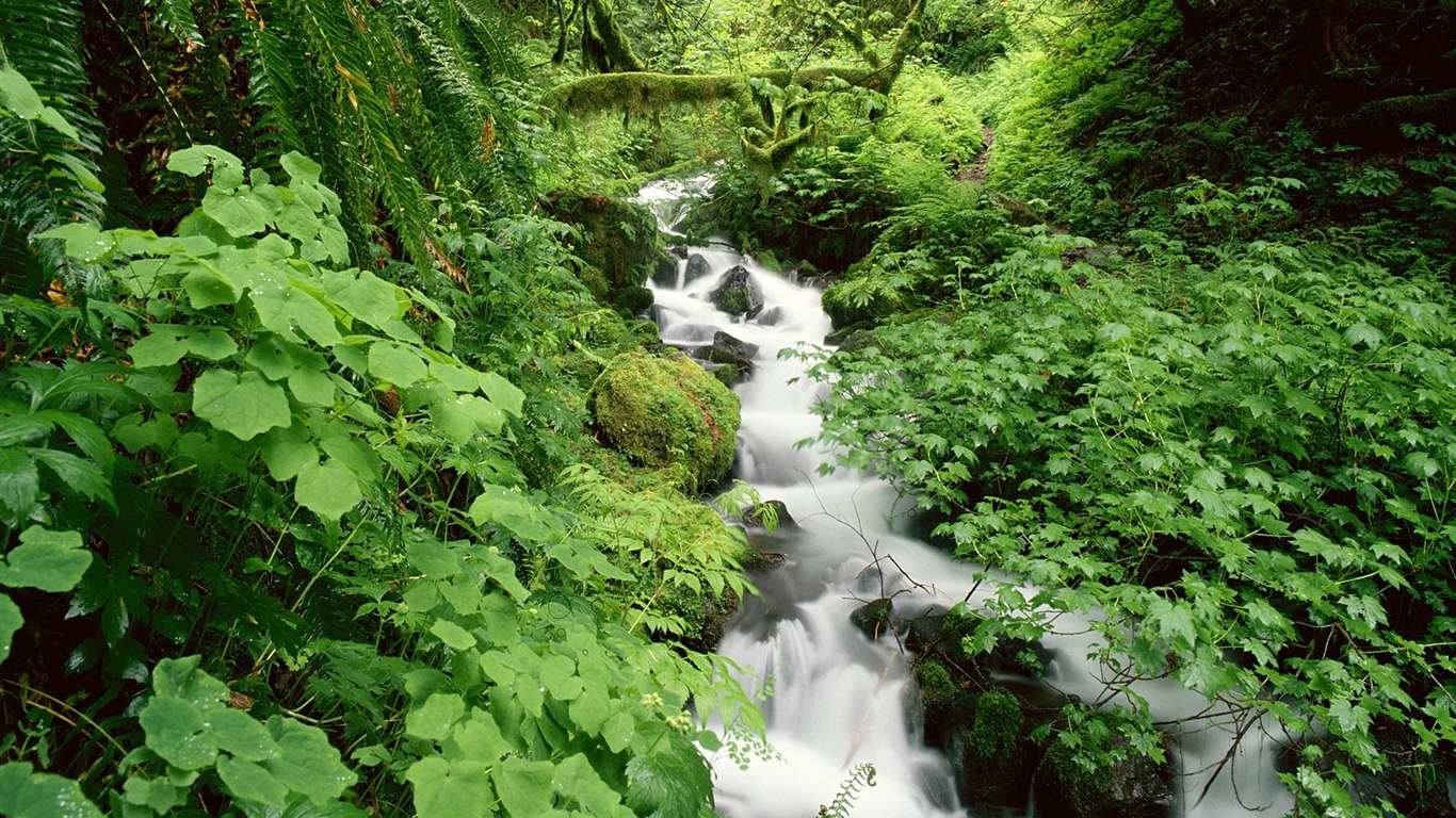 Cascada arroyos fondo de pantalla (6) #15 - 1366x768