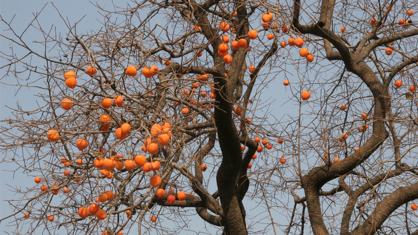 Пейзаж фотографии (3) (Li Shanquan работ) #14 - 1366x768