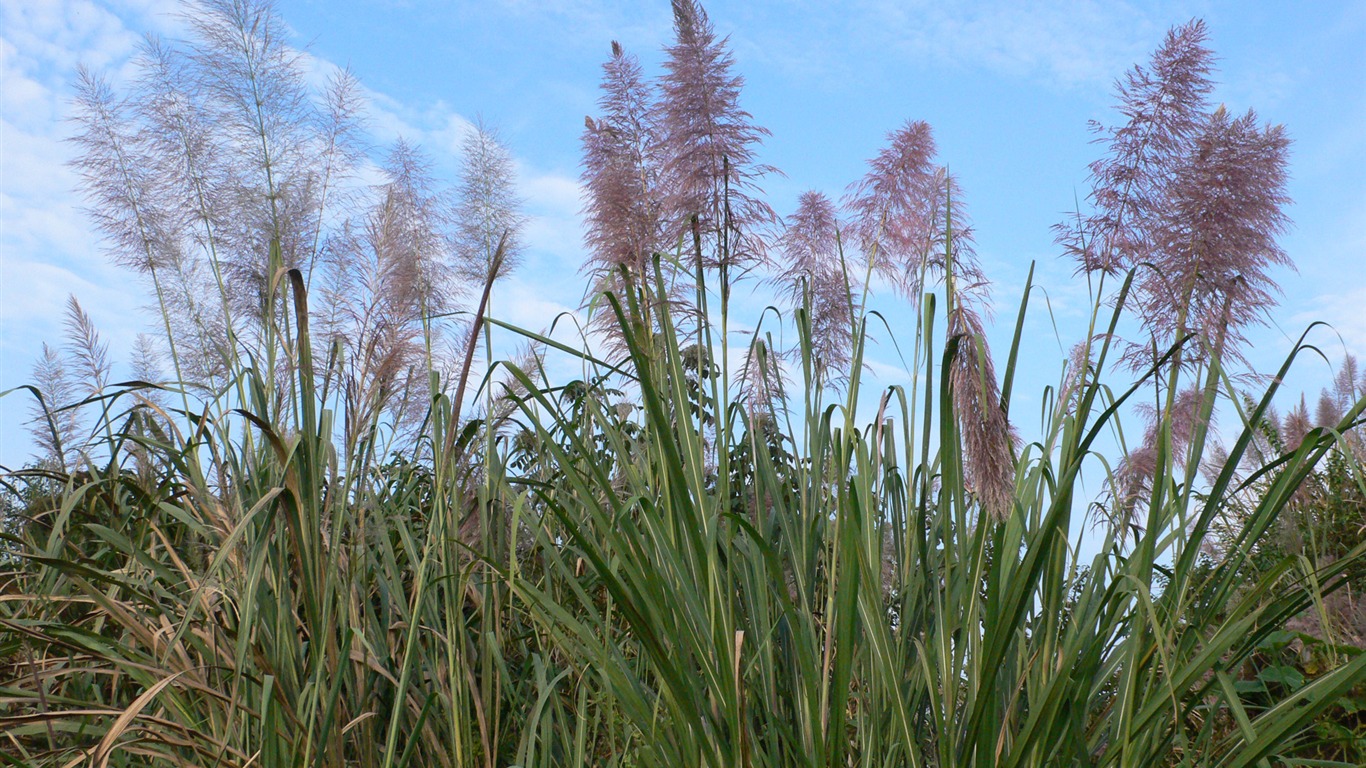 Landschaftsfotografie (4) (Li Shanquan Werke) #20 - 1366x768