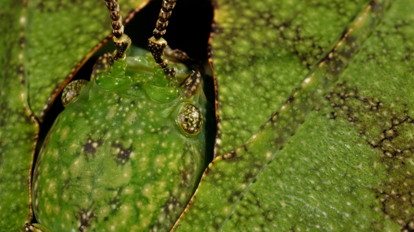 National Geographic животных обои альбом (4) #20 - 1366x768