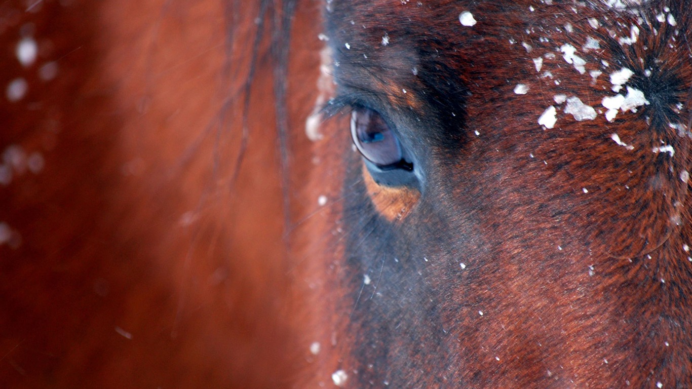 National Geographic animal wallpaper album (5) #17 - 1366x768