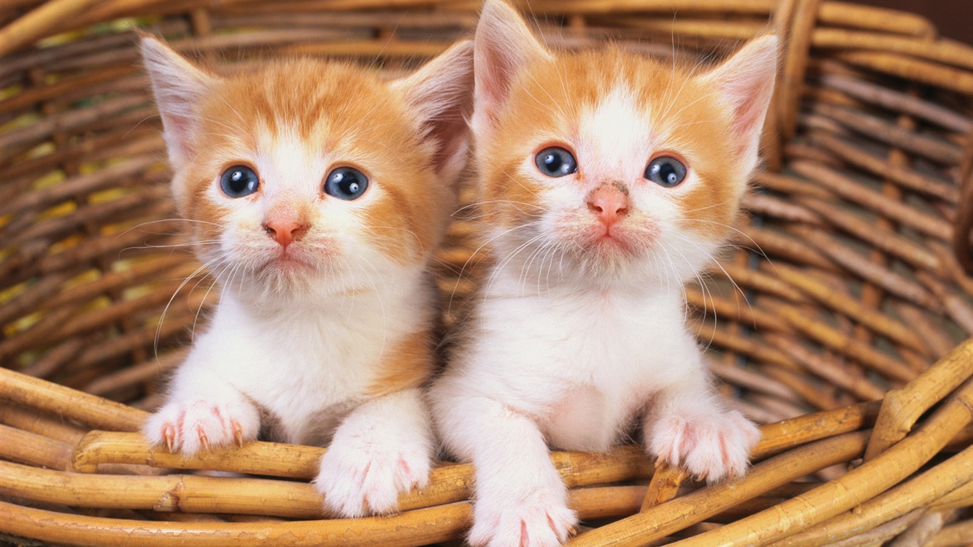 Pet Collection Wallpapers (1) #1 - 1366x768