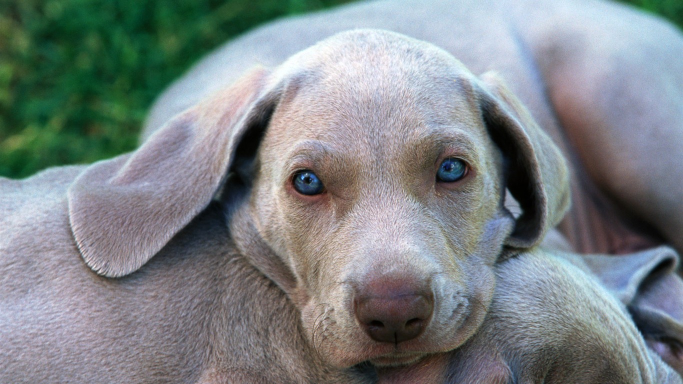 Fondos de la colección de mascotas (1) #17 - 1366x768