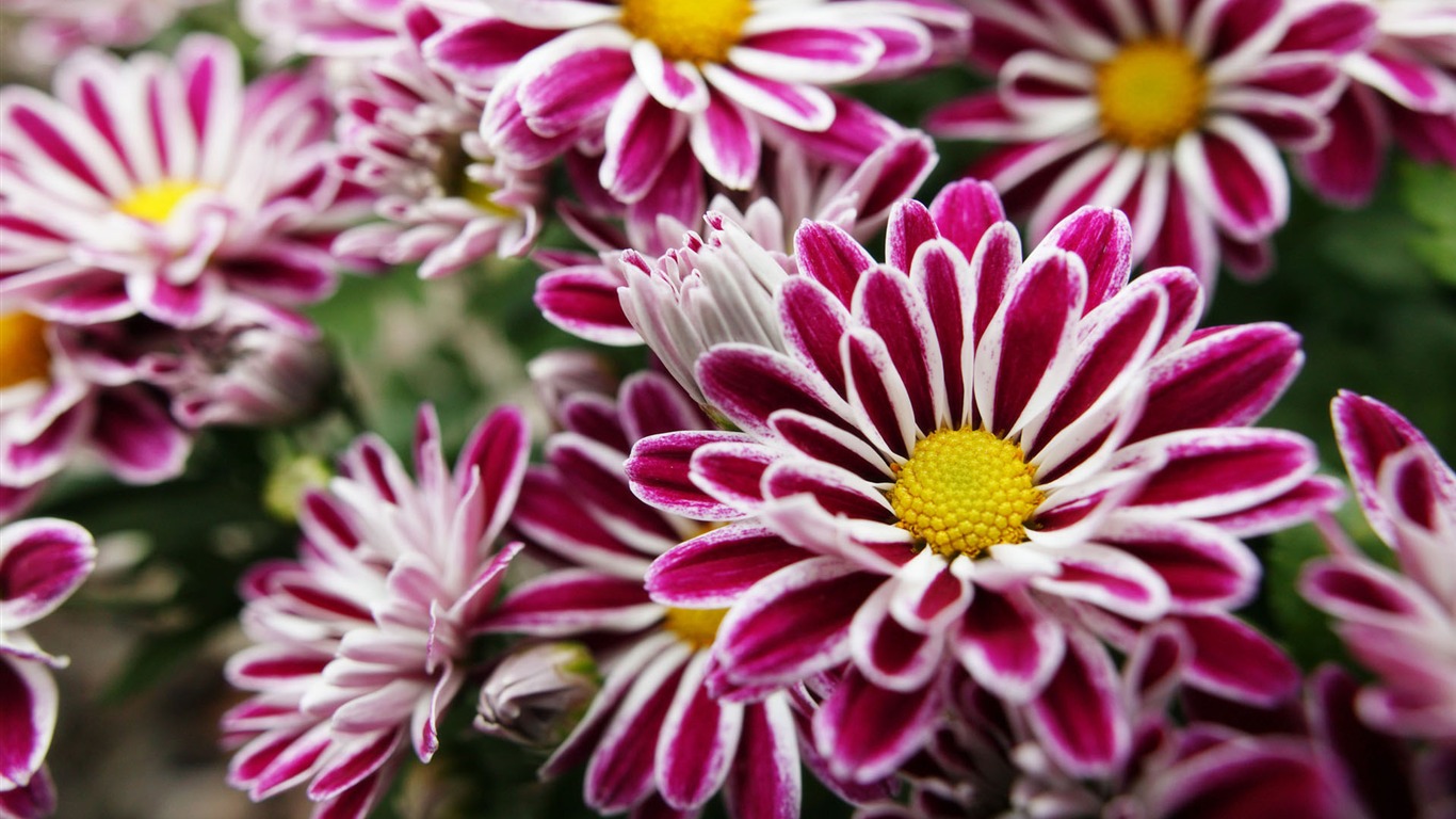 Širokoúhlý tapety květiny close-up (11) #12 - 1366x768