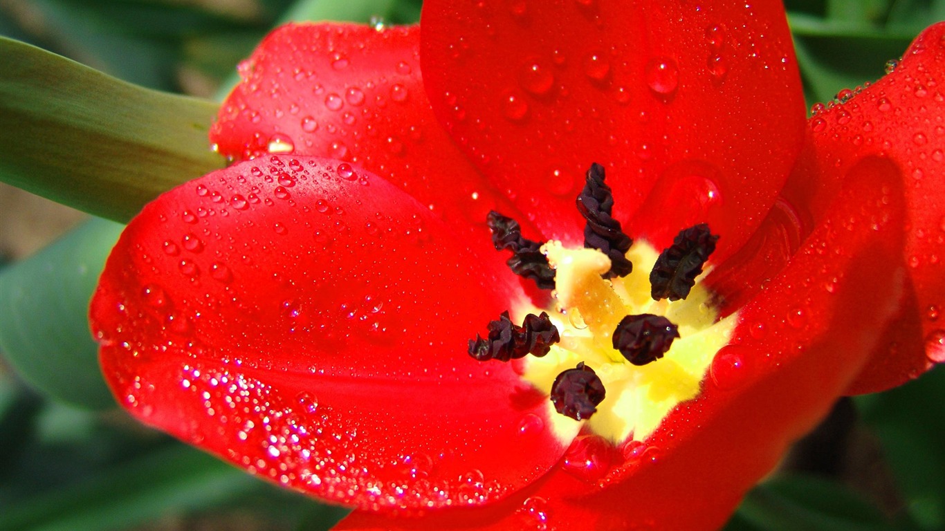 Širokoúhlý tapety květiny close-up (11) #17 - 1366x768