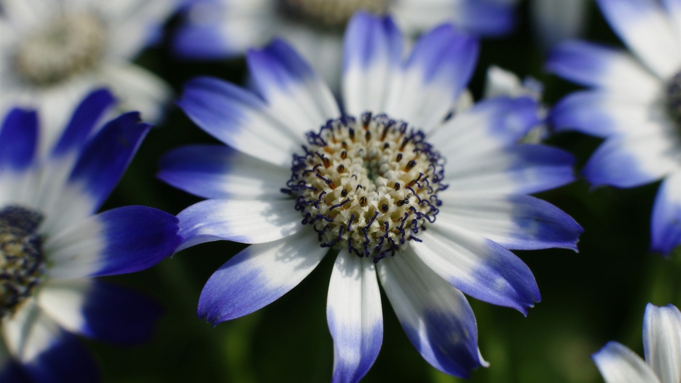 fleurs fond d'écran Widescreen close-up (11) #20 - 1366x768