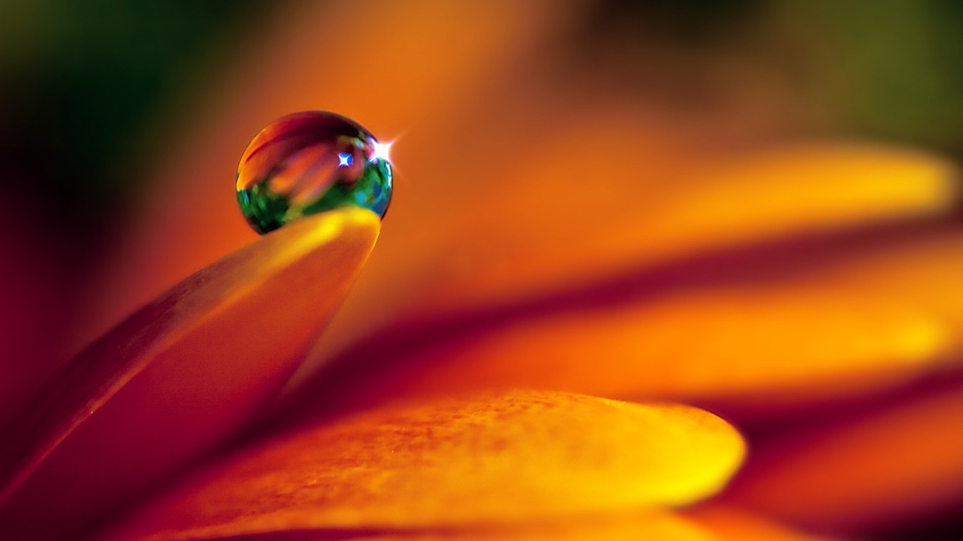 HD wallpaper flowers and drops of water #1 - 1366x768