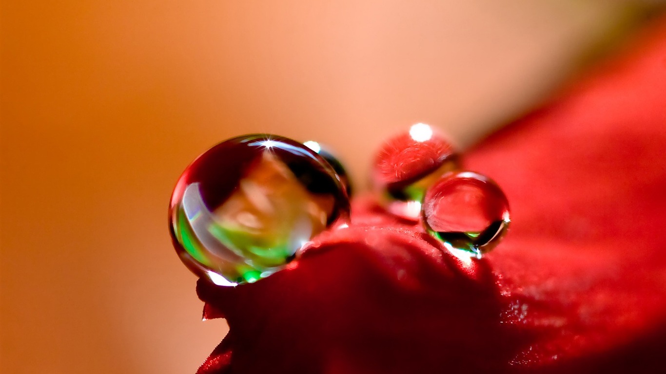 HD wallpaper flowers and drops of water #4 - 1366x768