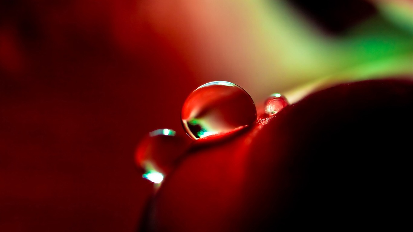 HD wallpaper flowers and drops of water #11 - 1366x768