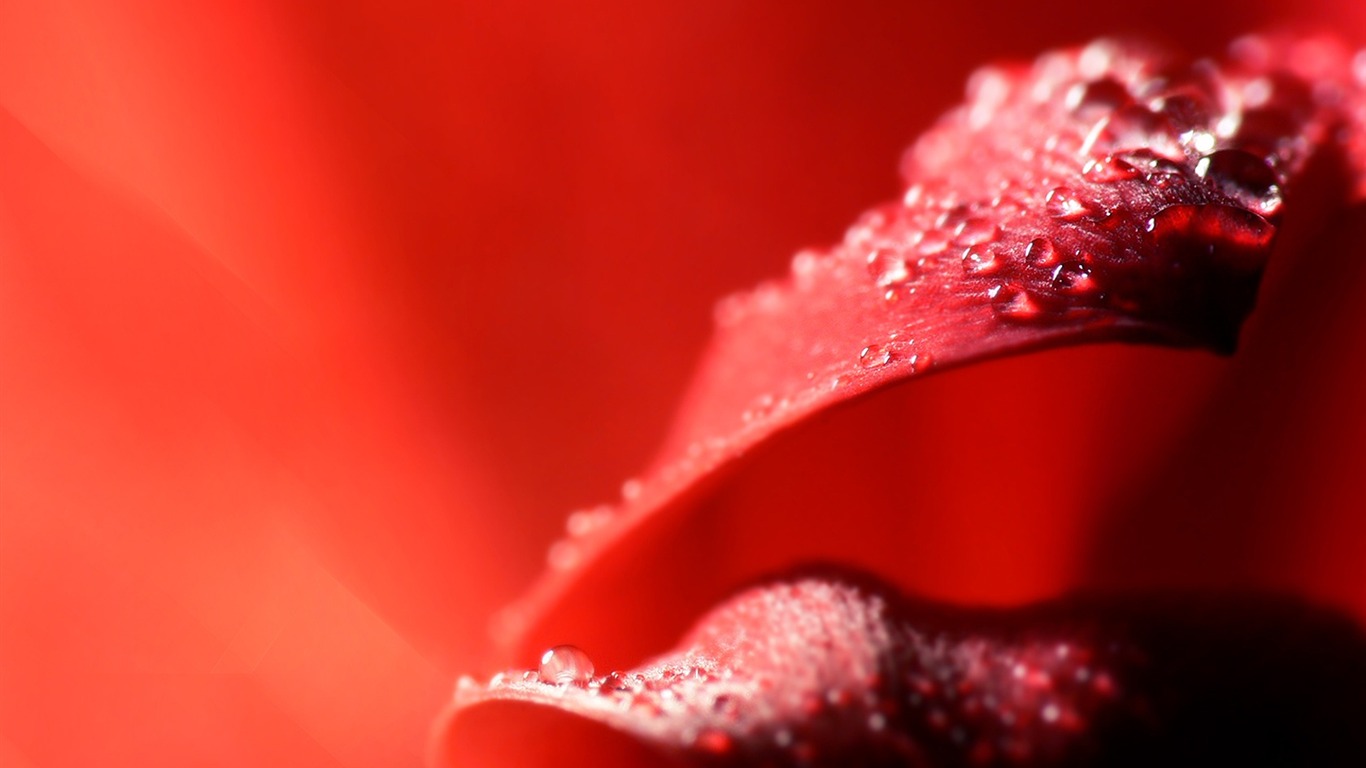 HD wallpaper flowers and drops of water #12 - 1366x768