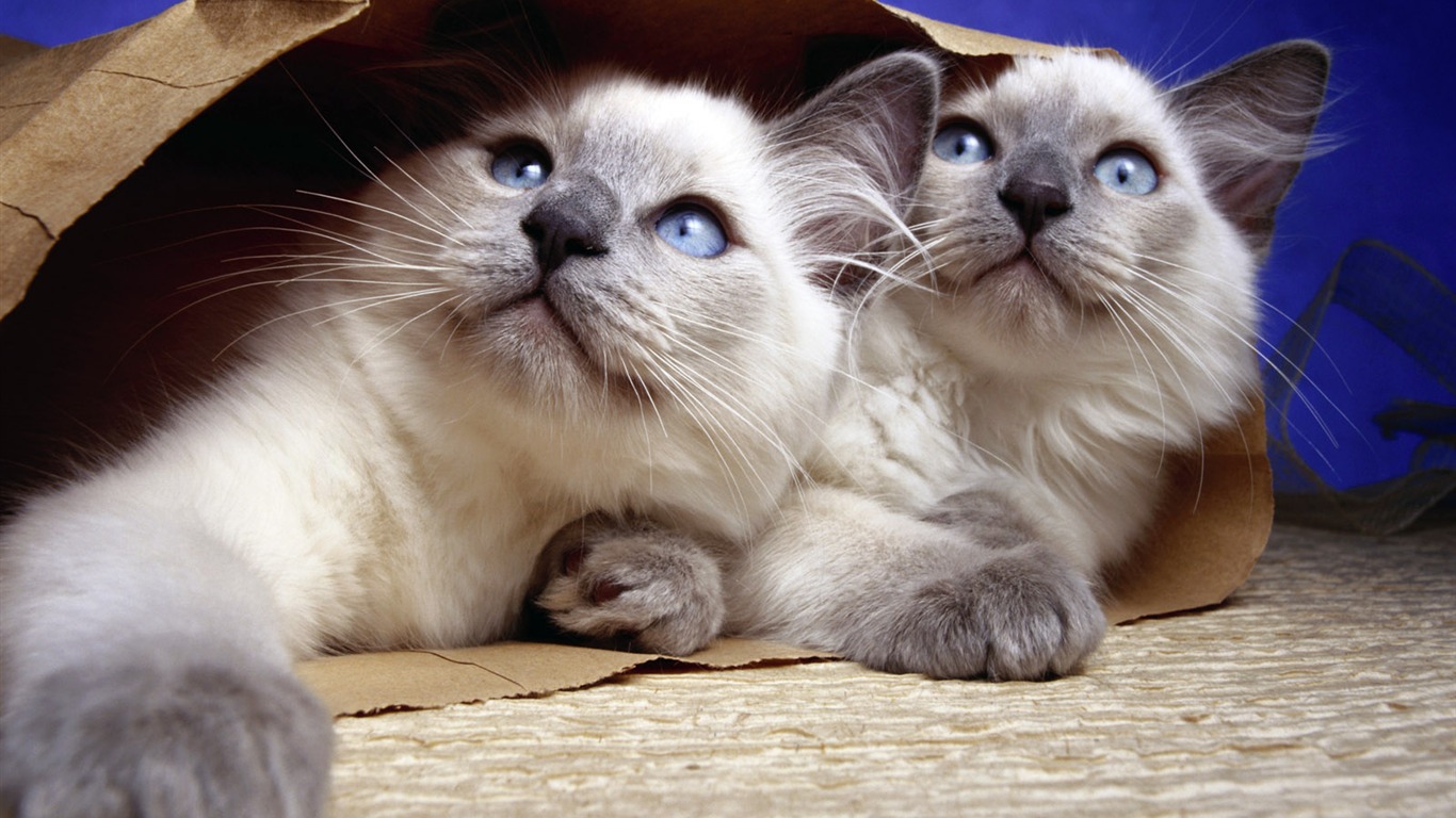 Pet Collection Wallpapers (3) #20 - 1366x768
