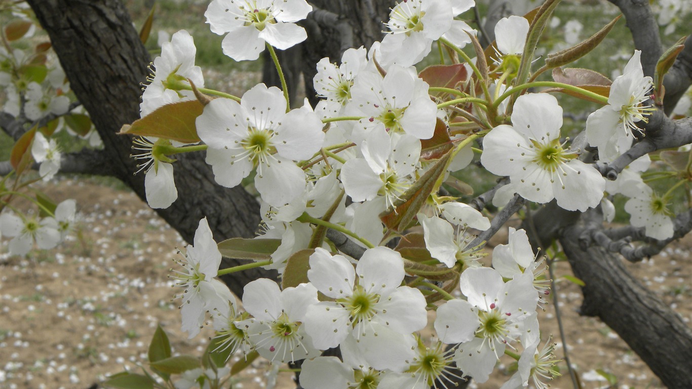 collection Fleurs photographie HD (1) #14 - 1366x768