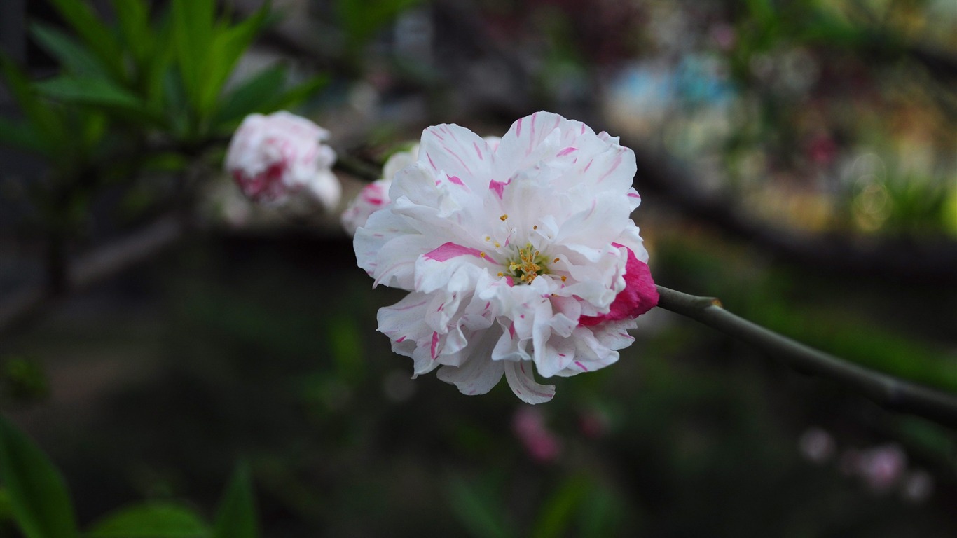 花のHD写真コレクション (1) #19 - 1366x768