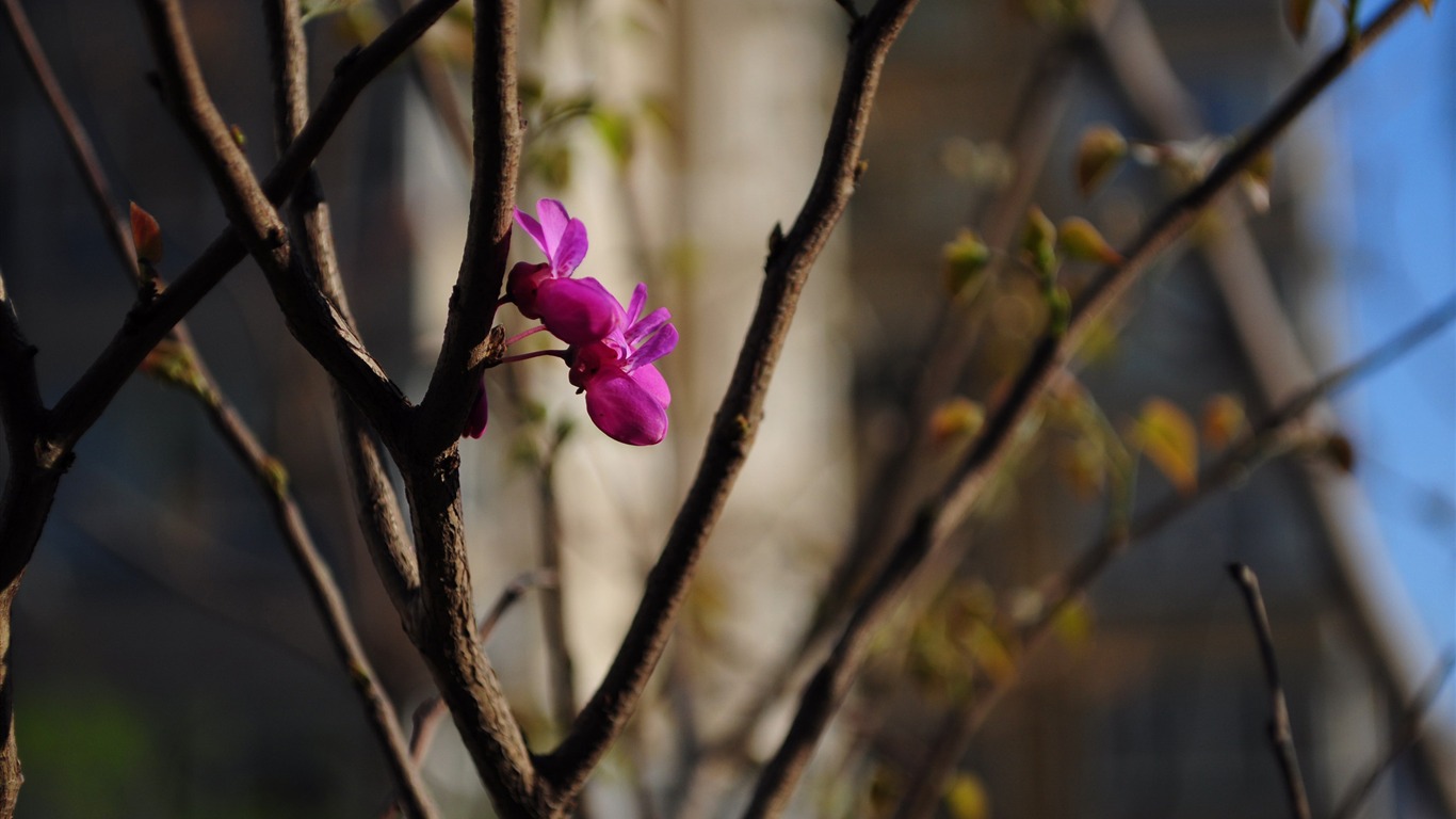 꽃의 HD 사진 모음 (2) #9 - 1366x768